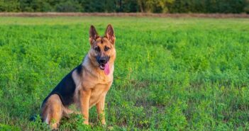 Deutscher Schäferhund: Freund und Helfer des Menschen ( Foto: Shutterstock-Barat Roland )