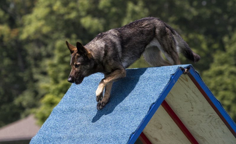 Wenn er nicht als Rettungshund oder Spürhund ausgebildet wird, kann man im privaten Bereich eine Menge Outdoor-Aktivitäten mit dem Schäferhund unternehmen. ( Foto: Shutterstock- Debbie Steinhausser )