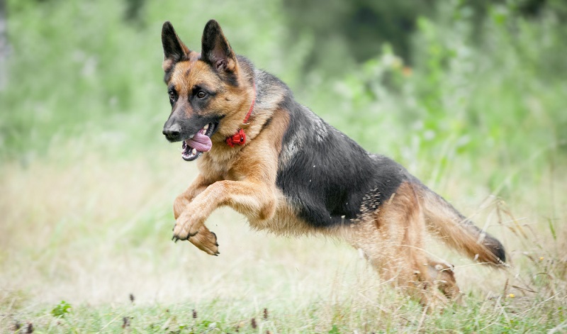 Der Deutsche Schäferhund ist ein mittelgroßer bis großer Hund, mit einer Widerristhöhe von bis zu 65cm bei Rüden. ( Foto: Shutterstock-Olga_i )