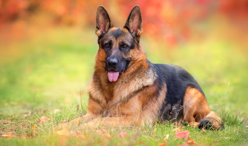 Der Deutsche Schäferhund hat ein ruhiges Wesen, ist neugierig, lernwillig und hat eine große Ausdauer. ( Foto: Shutterstock-_Callipso )