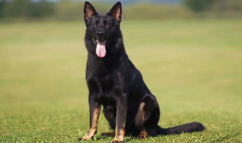 Wenn es überhaupt möglich ist, einem Hund Tugenden wie Gehorsamkeit, Leistungswille und Einsatzbereitschaft zu zuschreiben, dann ist es der Deutsche Schäferhund. Seine Intelligenz, sein Mut und seine Loyalität lassen ihn ein gelehriger Schüler sein. ( Foto: Shutterstock-Eudyptula )