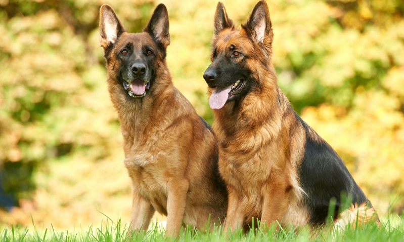 Dokumentiert sind die vermutlichen Ahnen des Deutschen Schäferhundes bereits im 7. Jahrhundert. Als kurz- und stockhaarige Schläge von Hütehunden, war es ihre Aufgabe Schafe zu Hüten und zu Treiben, sowie auch den Schäfer selbst zu schützen und zu bewachen. ( Foto: Shutterstock-_Dmitry Kalinovsky )