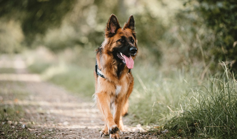 Ein Deutscher Schäferhund ist kein Schoßhund, sondern selbst noch aus einer Showlinie kommend, ein Arbeitshund. Man sollte sich daher bewusst sein, dass für eine artgerechte Haltung des Schäferhundes ein Großteil der Freizeit investiert werden muss, damit der Hund nicht verhaltensauffällig wird. ( Foto: Shutterstock-Monika Chodak)