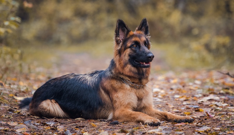 Leider hat auch der robuste Deutsche Schäferhund mittlerweile einige rassetypische Krankheiten. ( Foto: Shutterstock- vprotastchik )