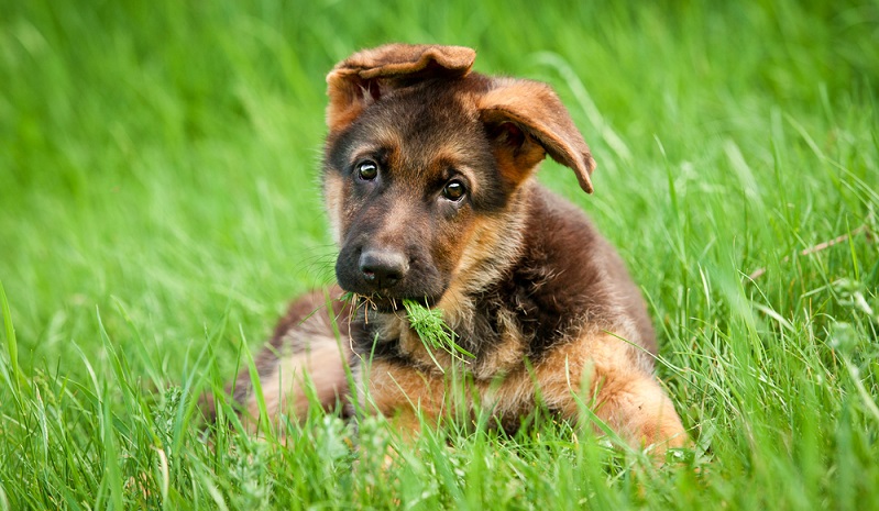 Wie alle Hundewelpen sind auch die niedlichen Schäferhund Welpen kleine neugierige Rabauken. ( Foto: Shutterstock- Rita_Kochmarjova)