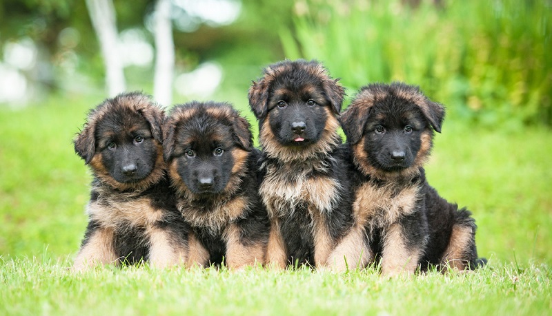 Wer auf der Suche nach einem seriösen Schäferhund Züchter ist, findet auf den Seiten des Verband für das Deutsche Hundewesen (VDH) oder auf der Seite des Verein für Deutsche Schäferhunde (SV) die Kontaktdaten. ( Foto: Shutterstock-Rita_Kochmarjova )