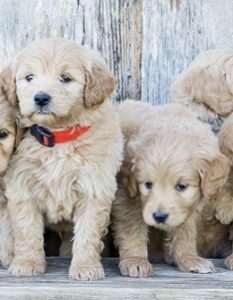 Golden Doodle: Eine Rasse die zu Familien und Allergikern passt ( Foto: Shutterstock- Jaden Sorenson )Golden Doodle: Eine Rasse die zu Familien und Allergikern passt ( Foto: Shutterstock- Jaden Sorenson )