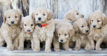 Golden Doodle: Eine Rasse die zu Familien und Allergikern passt ( Foto: Shutterstock- Jaden Sorenson )Golden Doodle: Eine Rasse die zu Familien und Allergikern passt ( Foto: Shutterstock- Jaden Sorenson )