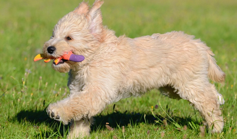 Wer sich ein Golden Doodle zugelegt hat, hat mit ihm in der Regel einen sehr bewegungsfreudigen Hund, wenn keine erblichen Krankheiten der Gelenke vorliegen. ( Foto: Shutterstock-anetapics)