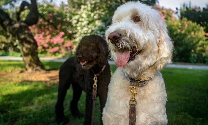 Wer sich für die Anschaffung eines Golden Doodle entscheidet, übernimmt für 11 bis 15 Jahre die Verantwortung und Fürsorge eines anhänglichen Hundes. ( Foto: Shutterstock-_Darren Westlund )