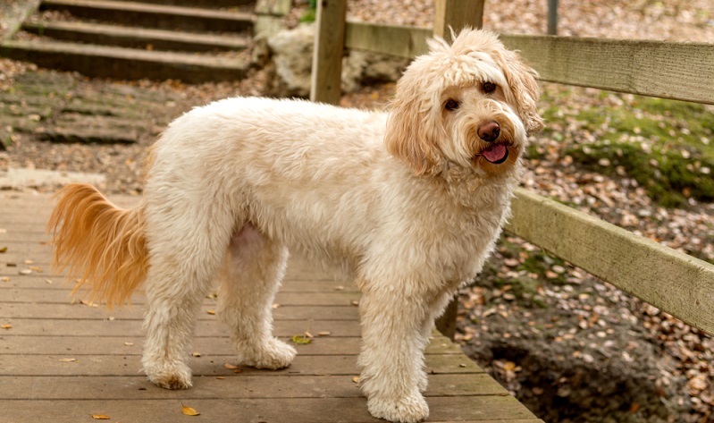 Wie bei allen Doodle-Hunden, kann man auch beim Golden Doodle nicht von einem Standard-Aussehen ausgehen. ( Foto: Shutterstock-Wie bei allen Doodle-Hunden, kann man auch beim Golden Doodle nicht von einem Standard-Aussehen ausgehen.( Foto: Shutterstock-Steve Bruckmann )