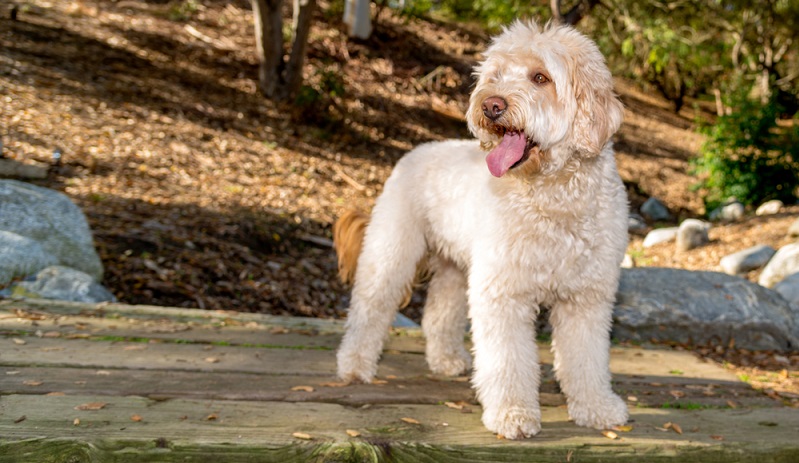 Der Golden Doodle ist ein meist gutgelaunter und fröhlicher Hund. ( Foto: Shutterstock-_Steve Bruckmann)