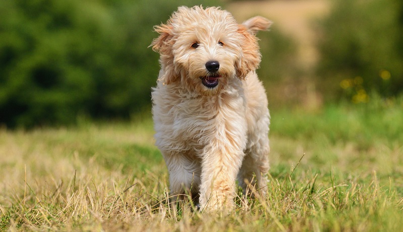 Der Golden Doodle ist ein einfach zu erziehender Hund. Auch Hundeanfänger werden mit dem Golden Doodle keine größeren Probleme haben. ( Foto: Shutterstock- anetapics_)