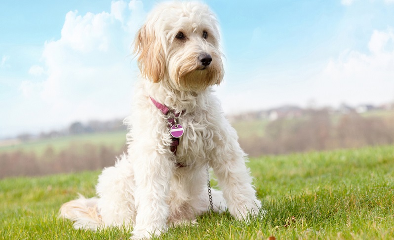 Die Golden Doodle Geschichte ist direkt mit der Geschichte des Labradoodle verbunden. ( Foto: Shutterstock-Dirk Ott )