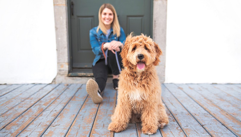 Ein Golden Doodle ist ein echter Menschenfreund. Wer einen Freizeitgefährten sucht oder einen guten Freund für die Kinder, kann mit dem Golden Doodle fast nichts falsch machen. ( Foto: Shutterstock- Lopolo)