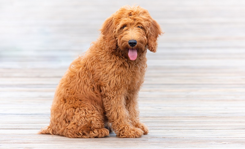 Die Gesundheit des Golden Doodle steht und fällt mit der Zuchtstätte. Nur wer als Züchter gesunde Elterntiere kreuzt, hat die besten Chancen auf gesunde Welpen. ( Foto: Shutterstock-Matthew Yoder)