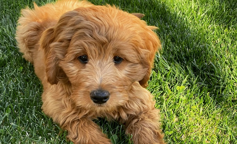 Wenn ein Golden Doodle Welpe in sein neues Zuhause einzieht, beginnt sowohl für den kleinen Hund wie auch für seine neue Menschenfamilie ein neues Leben. ( Foto: Shutterstock-cine-nomadic )