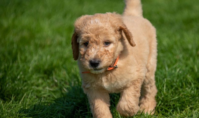 Wenn man sich entschieden hat einen Doodle Welpen zu kaufen, sollte man darauf achten, den Welpen nur bei einem gewissenhaften Züchter zu kaufen. ( Foto: Shutterstock- Stas Bobkov)