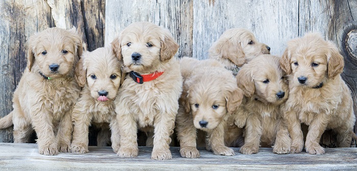 welche farbe hat ein golden retriever