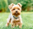Yorkshire Terrier: warum Du ohne ihn nicht mehr sein können wirst ( Foto: Shutterstock-ArtdayAnna )