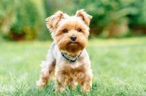 Yorkshire Terrier: warum Du ohne ihn nicht mehr sein können wirst ( Foto: Shutterstock-ArtdayAnna )