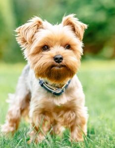 Yorkshire Terrier: warum Du ohne ihn nicht mehr sein können wirst ( Foto: Shutterstock-ArtdayAnna )