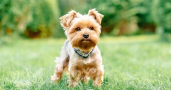 Yorkshire Terrier: warum Du ohne ihn nicht mehr sein können wirst ( Foto: Shutterstock-ArtdayAnna )