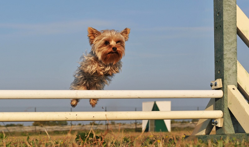 Mit dem Yorkshire Terrier hat man einen Hund, der sich selbst ziemlich wichtig nimmt und anderen Hunden gegenüber gern mutig auftritt. ( Foto: Shutterstock-cynoclub )