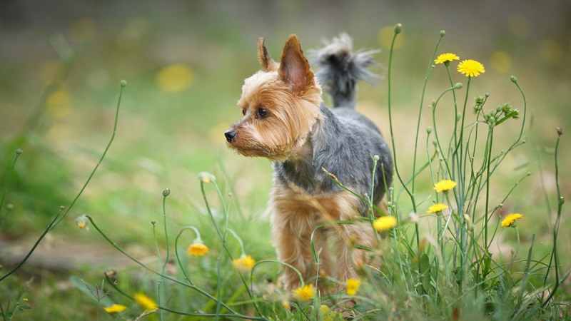 Bei der Überlegung zur Anschaffung eines Yorkshire Terrier muss, wie bei jedem Haustier viel bedacht werden. Ein absolutes no go ist, ein Tier zu verschenken. ( Foto: Shutterstock-sompreaw )