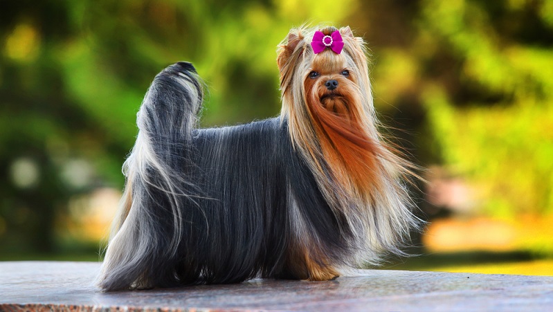 Der Yorkshire Terrier ist der Mini unter den Terriern. Die genaue Größe des Yorkie ist laut Rassestandard nicht festgelegt. ( Foto: Shutterstock-Dulova Olga)