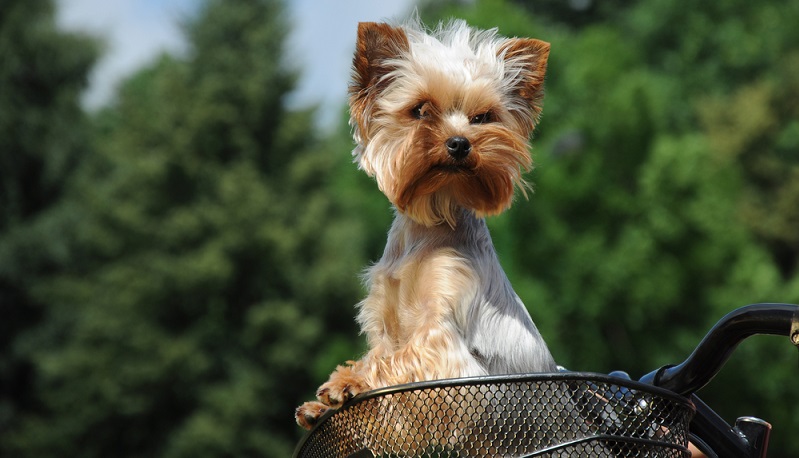 Den Yorkshire Terrier sollte man aufgrund seiner geringen Größe nicht unterschätzen. Er ist ganz und gar Terrier, der gern die Marschrichtung vorgibt. ( Foto: Shutterstock-_alexkatkov )