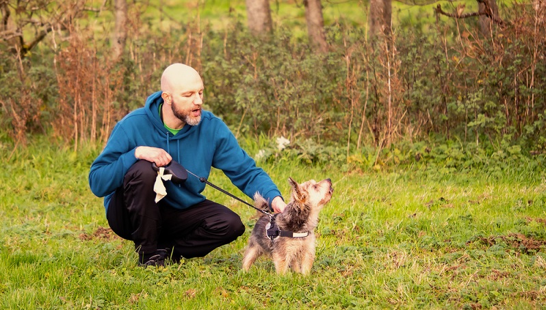 Einen Yorkie zu erziehen ist schon eine kleine Herausforderung. Wie alle Terrier hat der Yorkshire auch seinen eignen Kopf. ( Foto: Shutterstock-mark_gusev)