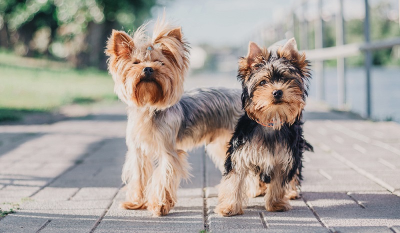 Der kleine Yorkshire Terrier hat in seiner Geschichte eine traumhafte Karriere hingelegt, die im englischen Norden begann. ( Foto: Shutterstock-OlgaOvcharenko )