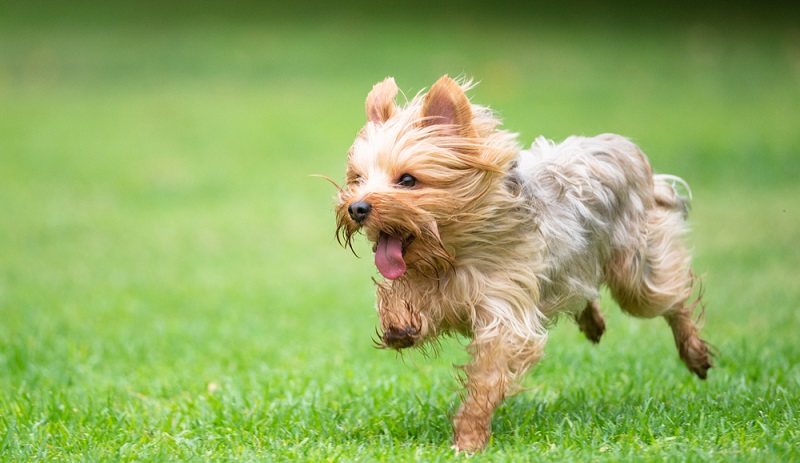 Wie alle Terrierarten, ist auch der Yorkshire Terrier kein Hund für absolute Anfänger. ( Foto: Shutterstock- Stowen Seto)