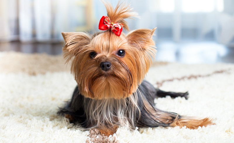 Der ungebrochene Yorkie-Boom in den vergangenen Jahrzehnten, hat leider auch seine Spuren bei der Gesundheit der Terrier hinterlassen. ( Foto: Shutterstock-Oksana Kuzmina)