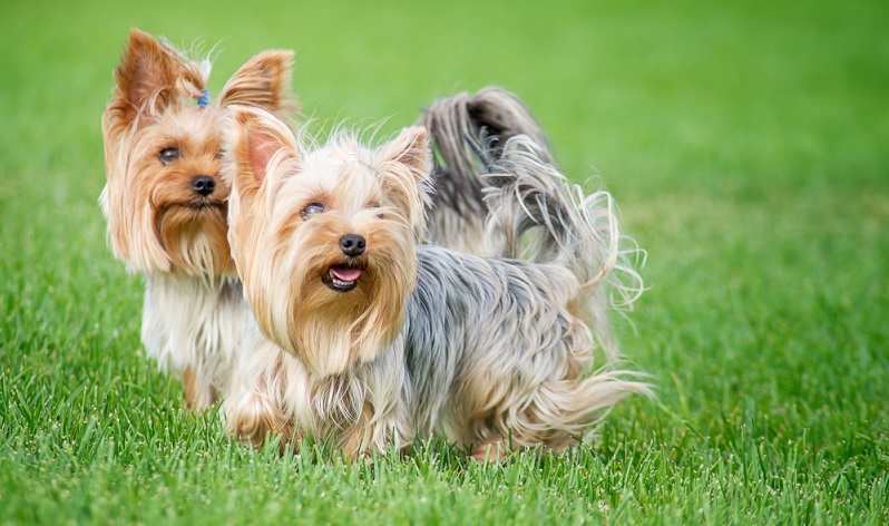 Der kleine Yorkie wird nun die nächsten 15 Jahre, das Leben seiner neuen Menschenfamilie mitbestimmen. Vor dem Einzug ist aber das neue Zuhause für den kleinen Neuankömmling vorzubereiten. ( Foto: Shutterstock-Alexsey t17 _)