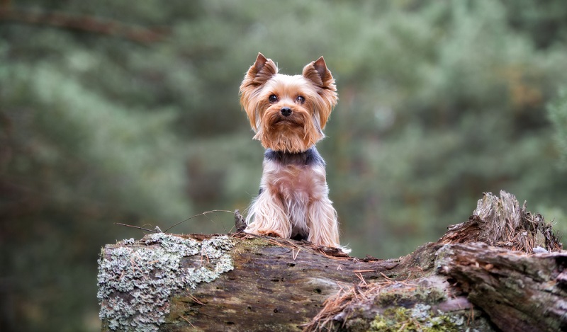 Seriöse Yorkshire Terrier Züchter sind Mitglied in einem Yorkshire Terrier Club, der dem VDH (Verband für das Deutsche Hundewesen) angeschlossen ist. ( Foto: Shutterstock-otsphoto)