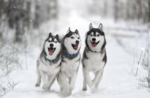 Husky: Die alte Seele aus dem Norden ( Foto: Shutterstock-Vivienstock )