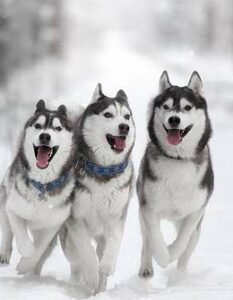 Husky: Die alte Seele aus dem Norden ( Foto: Shutterstock-Vivienstock )