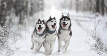 Husky: Die alte Seele aus dem Norden Husky: Die alte Seele aus dem Norden ( Foto: Shutterstock-Vivienstock )