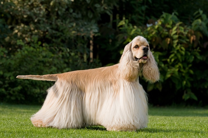 Eine zu lange Haarpracht erschwert dem Cocker Spaniel das Laufen. (Foto: shutterstock.com / Lenkadan)