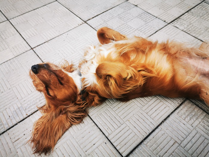 Bei ausreichender Auslastung ist der Cocker Spaniel ein angenehmes Familienmitglied. (Foto: shutterstock.com / volkov__music)