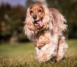 Cocker Spaniel: Der elegante Vierbeiner (Foto: shutterstock.com / Aneta Jungerova)