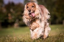 Cocker Spaniel: Der elegante Vierbeiner (Foto: shutterstock.com / Aneta Jungerova)