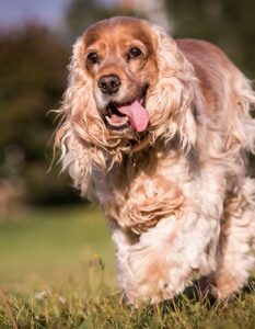 Cocker Spaniel: Der elegante Vierbeiner (Foto: shutterstock.com / Aneta Jungerova)