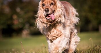 Cocker Spaniel: Der elegante Vierbeiner (Foto: shutterstock.com / Aneta Jungerova)