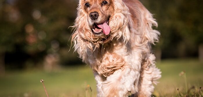 Cocker Spaniel: Der elegante Vierbeiner (Foto: shutterstock.com / Aneta Jungerova)