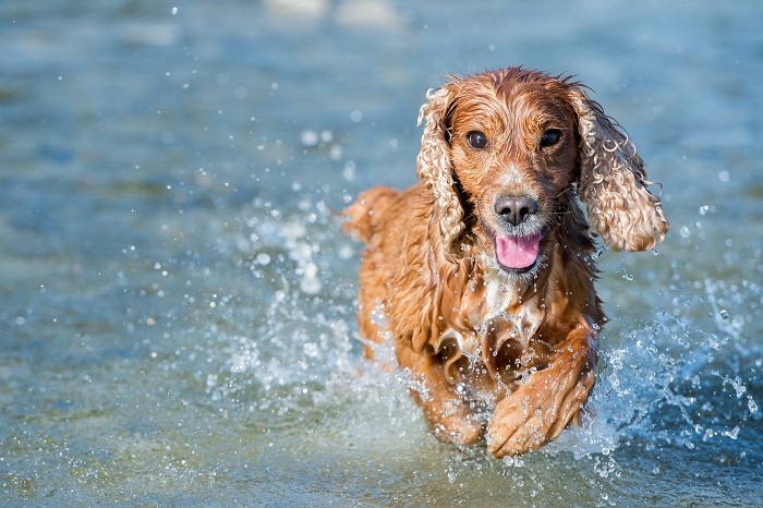 Der Cocker Spaniel liebt das Wasser über alles. (Foto: shutterstock.com / Andrea Izzotti)