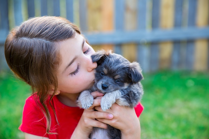 Der Chihuahua hat die perfekte größe zum Spielen mit kleinen Kindern. Dennoch ist der kleinste Hund der Welt nicht für Anfänger geeignet. (Foto: shutterstock / lunamarina)