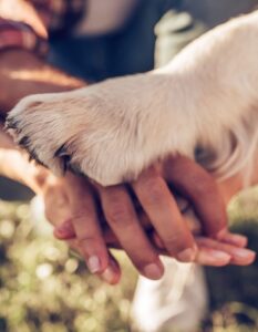 Familienhund: Diese passen am besten zu Familie und Kindern (Foto: shutterstock.com / 4 PM production)